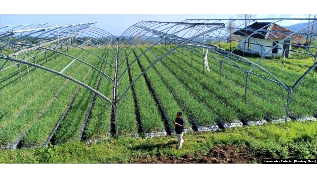 Indonesia melipatgandakan produksi bawang putih melalui program panen untuk benih sejak 2017. (Foto: Kementan)