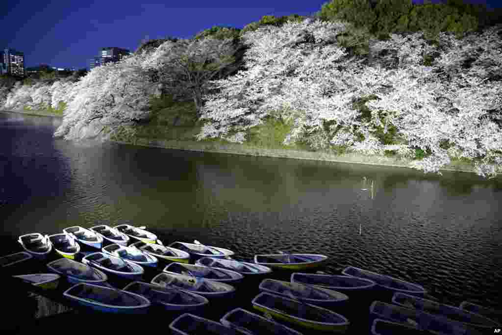 Boats are tied up at a moat near blooming cherry blossoms at Chidorigafuchi at night in Tokyo, Japan.