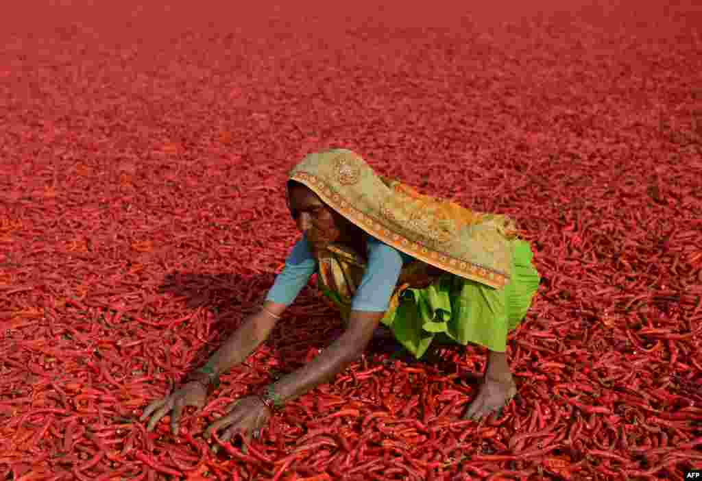 An Indian farm laborer dries newly-arrived chillies at a farm in Sertha, some 25 kilometers from Ahmedabad. Farm owner Jivanlal Patel says crop yields are down following unseasonal rains and global warming, which has has pushed the price of chillies up by half in the last year.