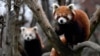 Study: Red Panda Is Actually Two Different Species