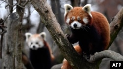 FILE - Two Red Pandas climb trees in their enclosure in Berlin's Tierpark zoo on November 22, 2018. (Photo by John MACDOUGALL / AFP)