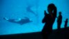 SeaWorld to Fight Killer Whale Breeding Ban