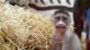 Comment des singes orphelins gabonais sont réintroduits à la vie sauvage