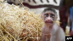 Un bébé Mandrill nouveau-né joue aux côtés de sa mère le 17 août 2017 au parc zoologique d'Amnéville, dans l'est de la France. / AFP PHOTO / JEAN-CHRISTOPHE VERHAEGEN