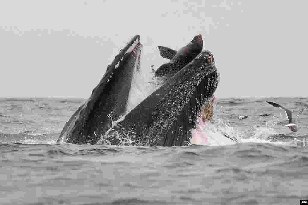 A sea lion falls into the mouth of a humpback whale&nbsp;in Monterey Bay, California, July 30, 2019, for what the wildlife photographer who captured the image calls a &quot;once-in-a-lifetime&quot; moment. (Credit: Chase Dekker)