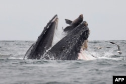 FILE - This handout picture released on July 30, 2019, shows a sea lion accidentally caught in the mouth of a humpback whale in Monterey Bay, California. (Photo by Chase DEKKER / Chase Dekker / AFP)
