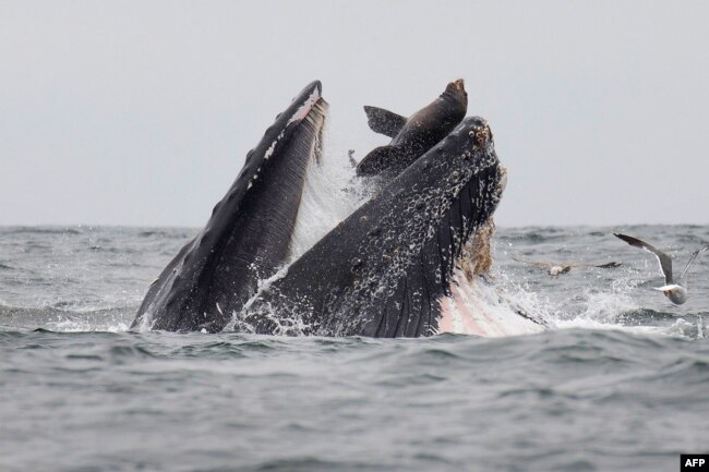 FILE - This handout picture released on July 30, 2019, shows a sea lion accidentally caught in the mouth of a humpback whale in Monterey Bay, California. (Photo by Chase DEKKER / Chase Dekker / AFP)