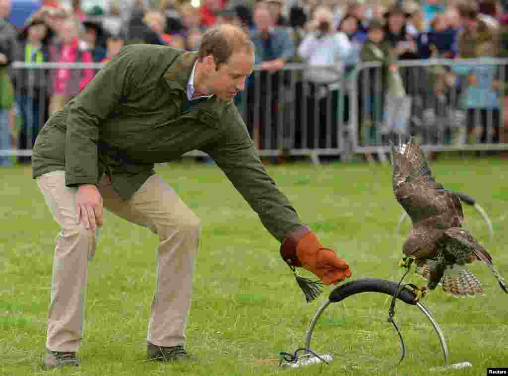 Britain&#39;s Prince William takes part in a falconry display at the Anglesey Show, in Gwalchmai, North Wales. 