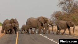 South Africa, Elephants crossing a road.