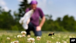 Volunteer Shaina Helsel prepares to capture a bumblebee on a field in Togus, Maine, July 10, 2015. 