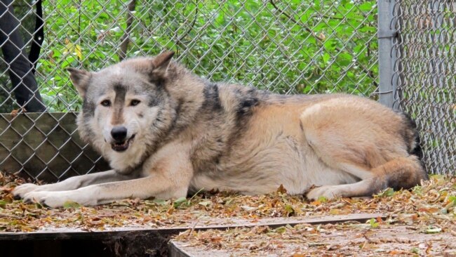 File photo: A timber wolf named Comet is seen at the Timber Wolf Preservation Society in Greendale, Wis. A coalition of animal rights groups planned to file a lawsuit to stop Wisconsin's fall wolf hunt.