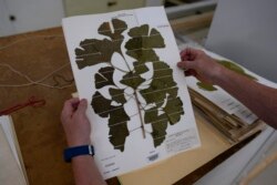 Rich Barclay holds a display of ginkgo leaves.