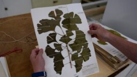 Rich Barclay holds a display of ginkgo leaves.