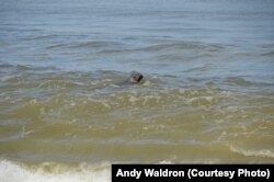 There is a large – and growing – population of grey and harbour seals in and around the Cape’s waters.