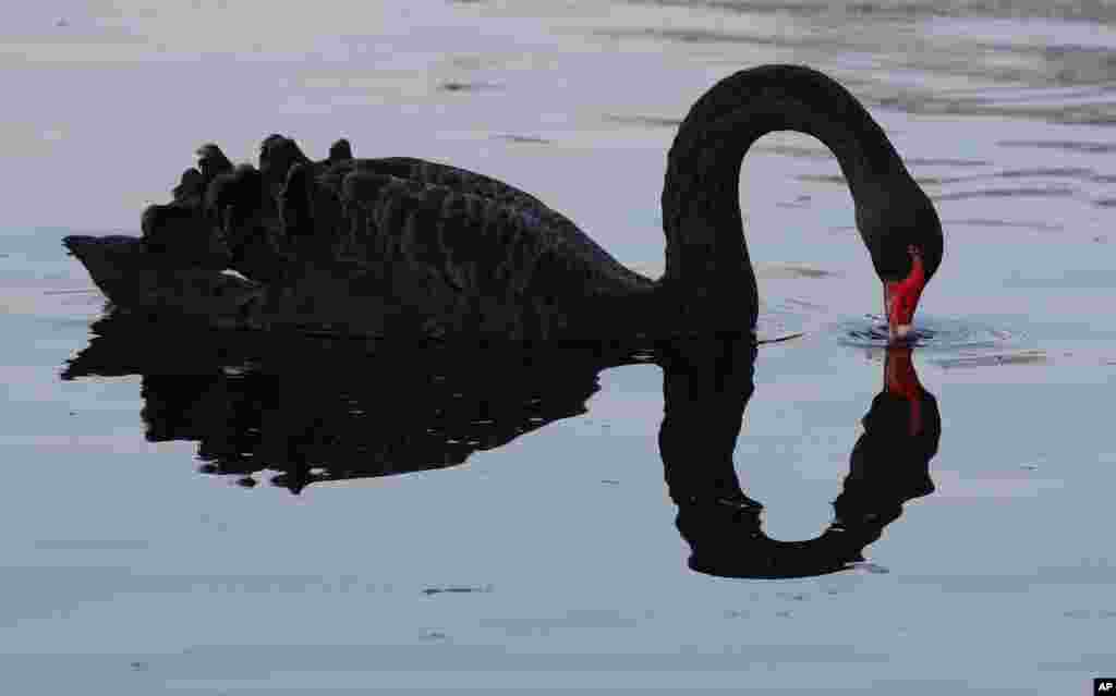 A swan searches for food on the Avon River in Christchurch, New Zealand.