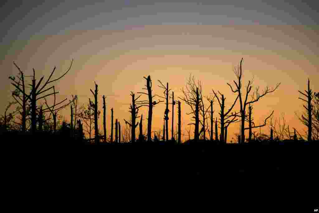 درختان توفان زده در آلاباما در جنوب شرق آمریکا پس از گردباد سهمگین روزهای گذشته