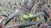 Warm-Weather Olive Trees Crop up in Snowy Oregon