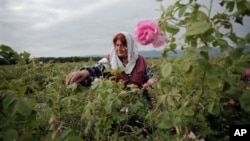 A field of roses in Bulgaria, traditionally one of the biggest exporters of high-grade rose oil, along with Morocco and Turkey