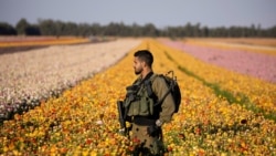 Izraelski vojnik hoda poljem maslačaka u blizini Kibbutz Nir Yitzhaka na jugu Izraela, odmah izvan pojasa Gaze 12. travnja 2021. godine.