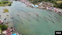 Pagar Sogili, sebuah tradisi turun temurun oleh masyarakat setempat menangkap ikan Sidat di aliran sungai danau Poso. (Foto: VOA/Yoanes)Litha