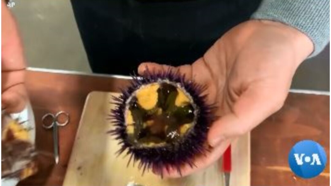 Landak laut atau omnivora ungu (Foto: videograb)