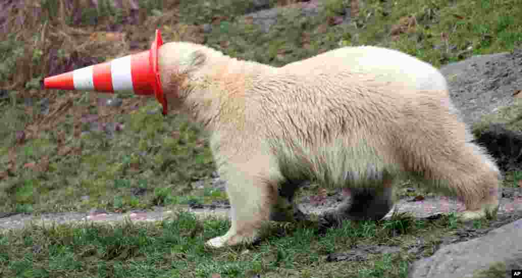 One of the polar bear twins plays with a pylon on their first birthday in their compound at the animal park Hellabrunn in Munich, southern Germany. The twins Nela and Nobby were born on Dec. 9, 2013.