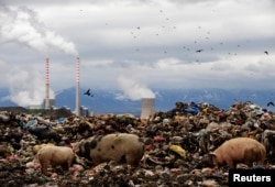 FILE - Pigs feed on a waste dumped near the cooling towers of a coal power plant near the southern town of Bitola, 200 km (124 miles) from the capital Skopje, in Macedonia, Dec. 10, 2009.