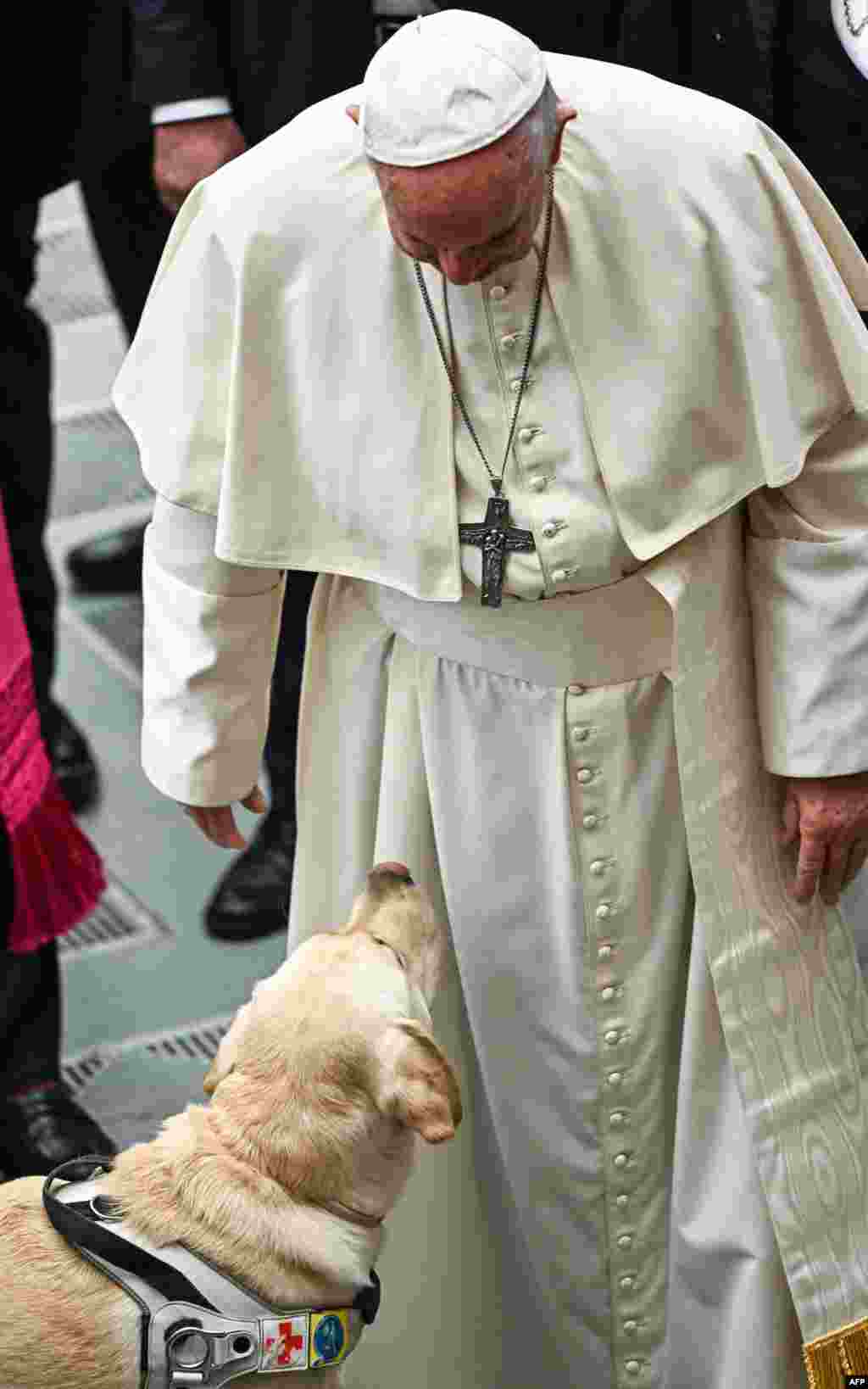 Pope Francis looks at a guide dog during the weekly general audience in Paul VI hall at the Vatican in Rome.