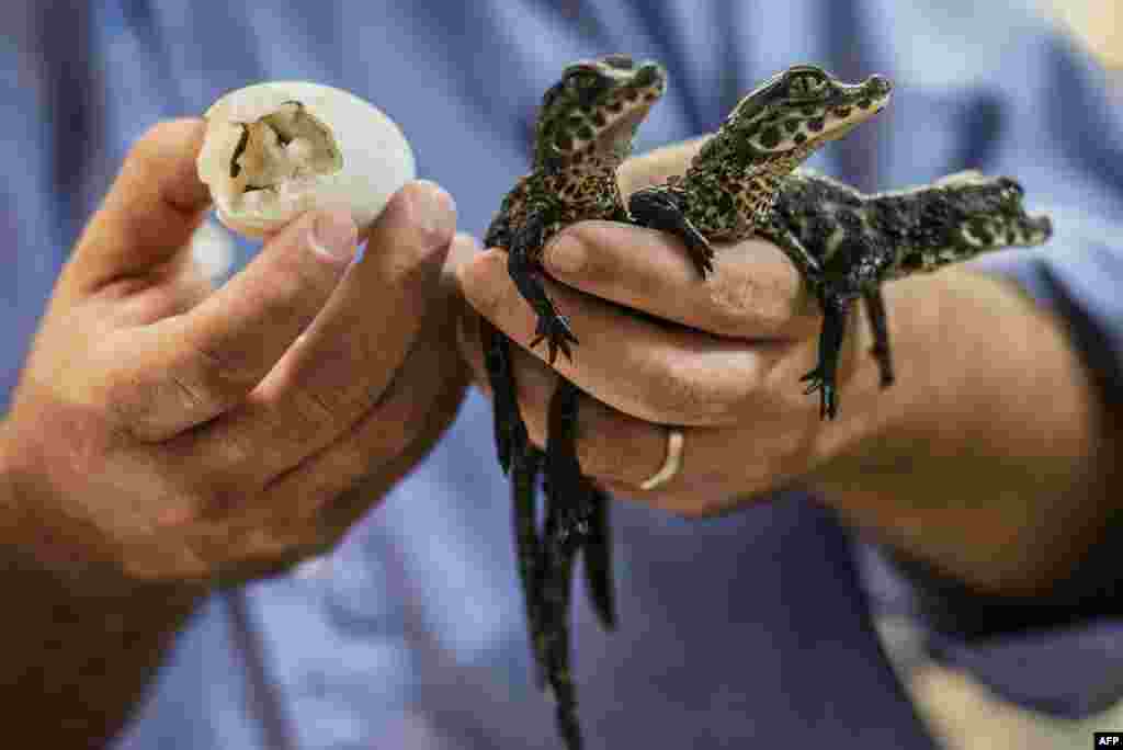 Pierrelatte&#39;s zoo director Samuel Martin holds African dwarf crocodiles, three days after their birth at the zoological center La Ferme aux Crocodiles in Pierrelate, southeastern France. 