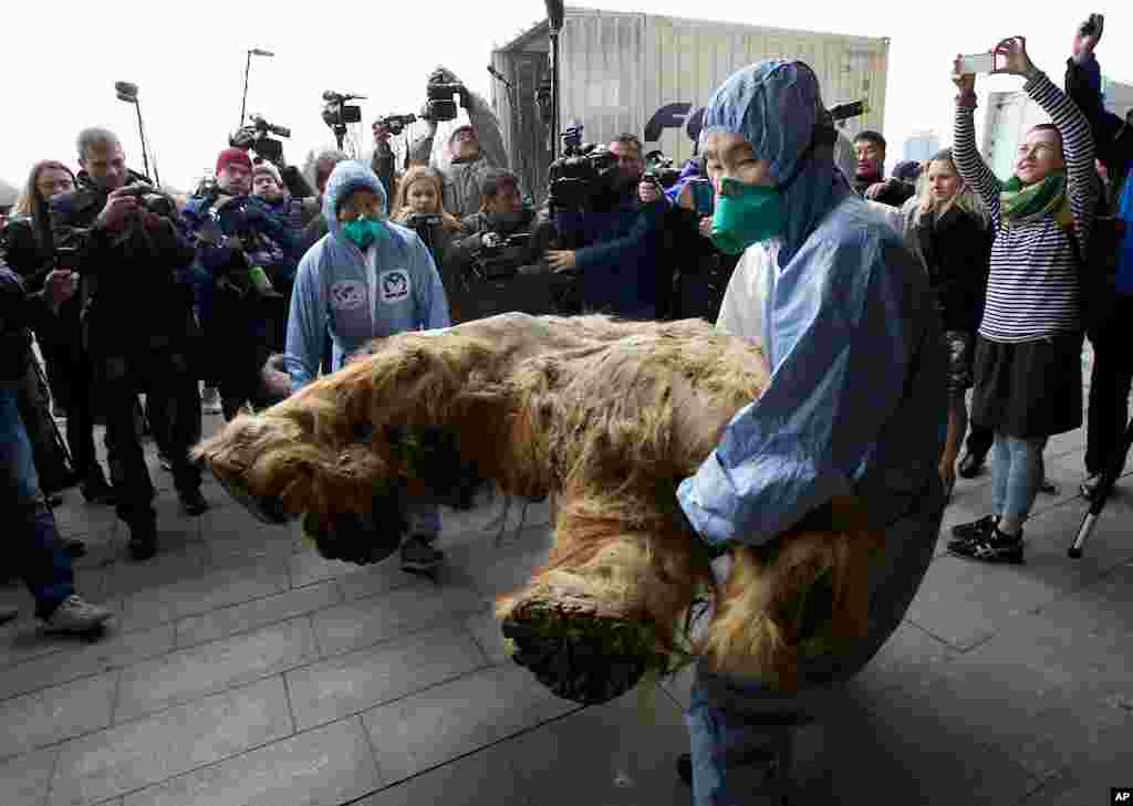 Para staf di Moskow membawa bayi mammoth untuk dipamerkan. Bayi mammoth berusia sekitar 39.000 tahun ini ditemukan dalam keadaan utuh membeku di&nbsp;Siberia, Rusia. 