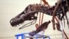 世界最受歡迎恐龍在芝加哥菲爾德博物館改頭換面