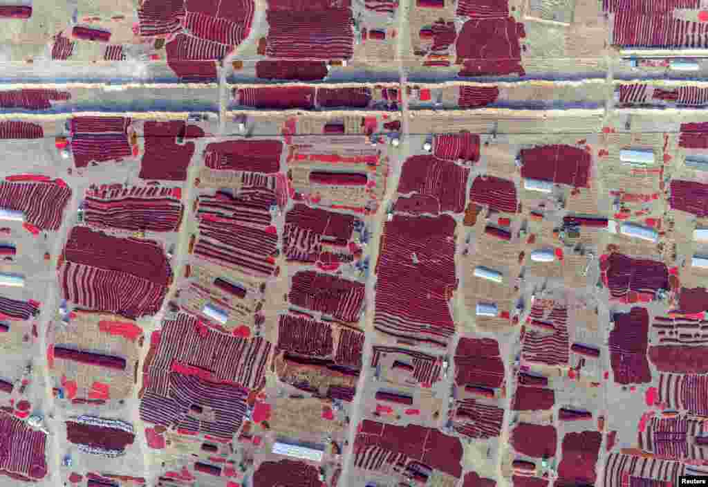 An aerial photo shows harvested red chilis being dried in the sun in Bayingolin Mongol Autonomous Prefecture, Xinjiang Uighur Autonomous Region, China.