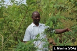 Kenneth Scott is seen a forest of trees which communities of Mwambananji village, Malawi, planted to help mitagate the impact of floods.