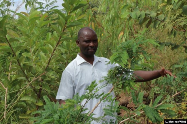 Kenneth Scott is seen a forest of trees which communities of Mwambananji village, Malawi, planted to help mitagate the impact of floods.