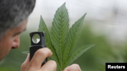 An employee inspects the leaf of a cannabis plant at a medical marijuana plantation in northern Israel, March 21, 2017.