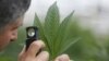 Lebanon Considering Legalization of Cannabis 