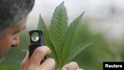 An employee inspects the leaf of a cannabis plant at a medical marijuana plantation in northern Israel
