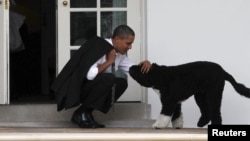 Bo fue educado por los entrenadores caninos del senador Kennedy.