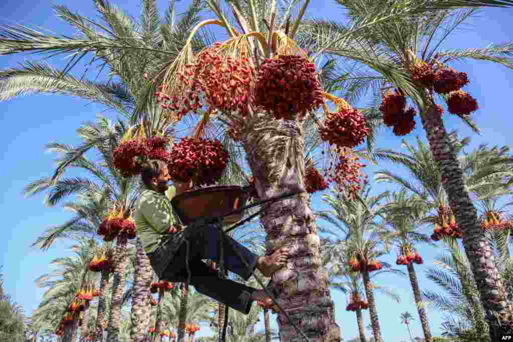 A Palestinian farmer picks dates from a palm tree during harvest in Deir al-Balah in the central Gaza Strip.