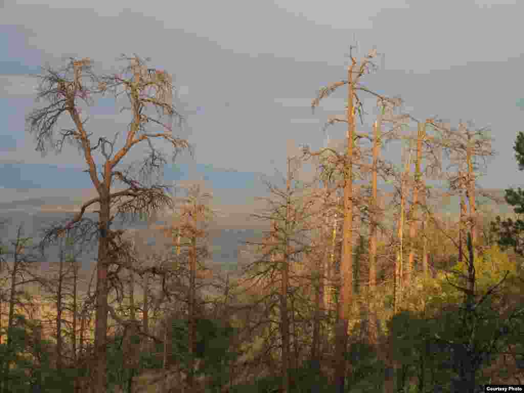 Heat stress kills ponderosa pine in New Mexico. Photo credit: Craig Allen, USGS