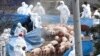 South Korea Confirms Foot-and-Mouth Case at Hog Farm