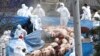 Hàn Quốc tiêu hủy 600 con lợn vì dịch lở mồm long móng