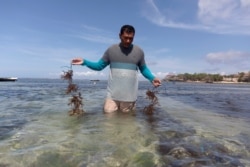 Gede Darma Putra, seorang penyelam berusia 43 tahun yang kehilangan pekerjaannya, bersiap untuk menanam rumput laut di tengah wabah Covid-19 di Nusa Lembongan, Bali, 25 September 2020. (Foto: REUTERS/Nyimas Laula)