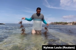 Gede Darma Putra, seorang penyelam berusia 43 tahun yang kehilangan pekerjaannya, bersiap untuk menanam rumput laut di tengah wabah Covid-19 di Nusa Lembongan, Bali, 25 September 2020. (Foto: REUTERS/Nyimas Laula)