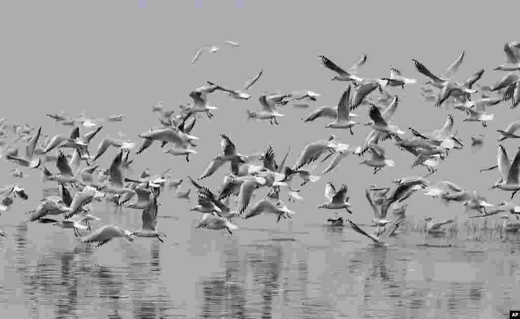 Burung camar terbang di atas air pada suatu hari yang berkabut di danau buatan Idroscalo di Milan, Italia.