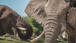 In this 2016 photo provided by researcher Connie Allen, a young adolescent African elephant stands next to an older bull in the Makgadikgadi Pans National Park in Botswana. Female elephants are well-known to form tight family groups led by experienced matriarchs, but males were long assumed to be loners because they leave their mother’s herd when they reach adolescence. Yet an emerging body of research is revealing the complex relationships of male elephant society, according to a study published Thursday, Sept. 3, 2020. (Connie Allen via AP)