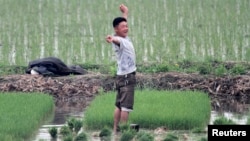 A North Korean farmer pauses to stretch as he works on Hwanggumpyong Island, located in the Yalu River, near the North Korean town of Sinuiju, June 2, 2014. 