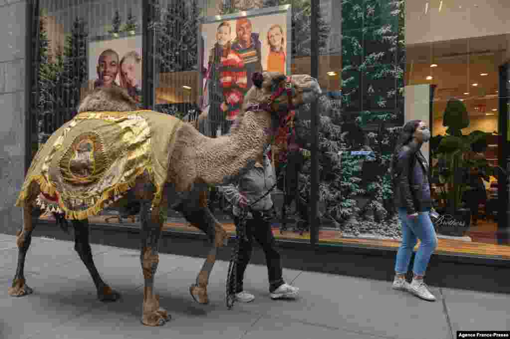 A camel is escorted down the street to the Radio City Music Hall as the camels, sheep and donkey return for their featured role in the &ldquo;Living Nativity&rdquo; scene in the 2021 production of the &lsquo;Christmas Spectacular starring the Radio City Rockettes, in New York City.