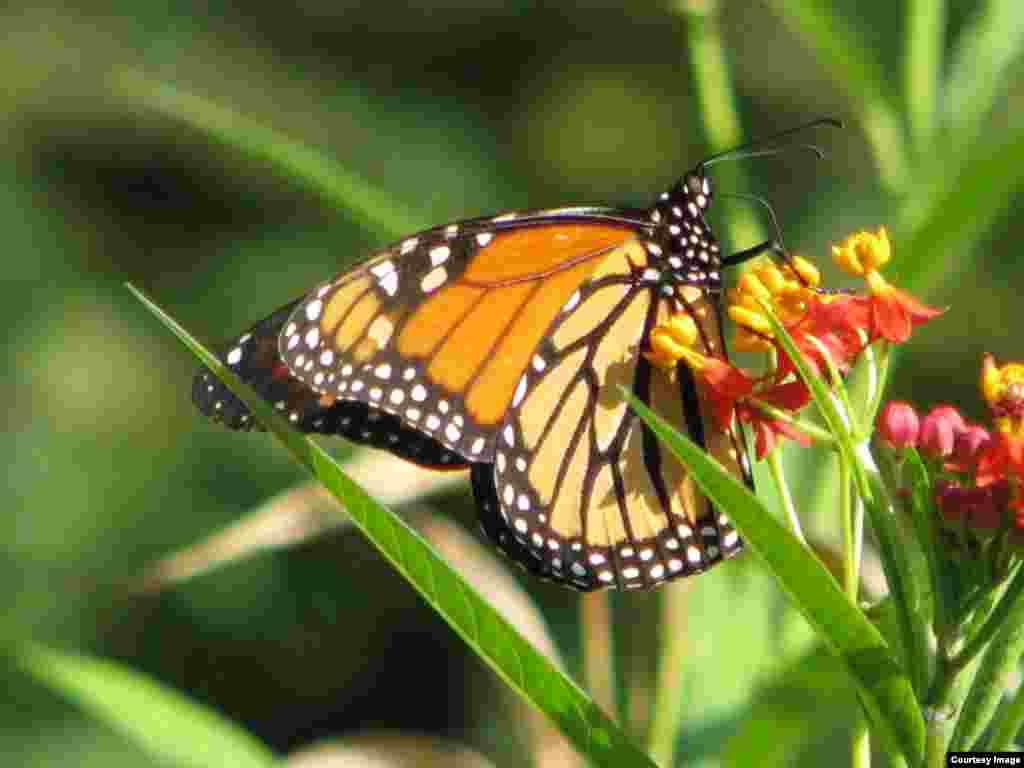 Scientists have discovered the gene responsible for the monarch's bright orange color, a warning sign to predators. (Credit: Pat Davis)