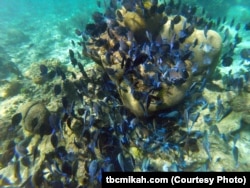 A large school of tropical fish spent some time swimming with Mikah.